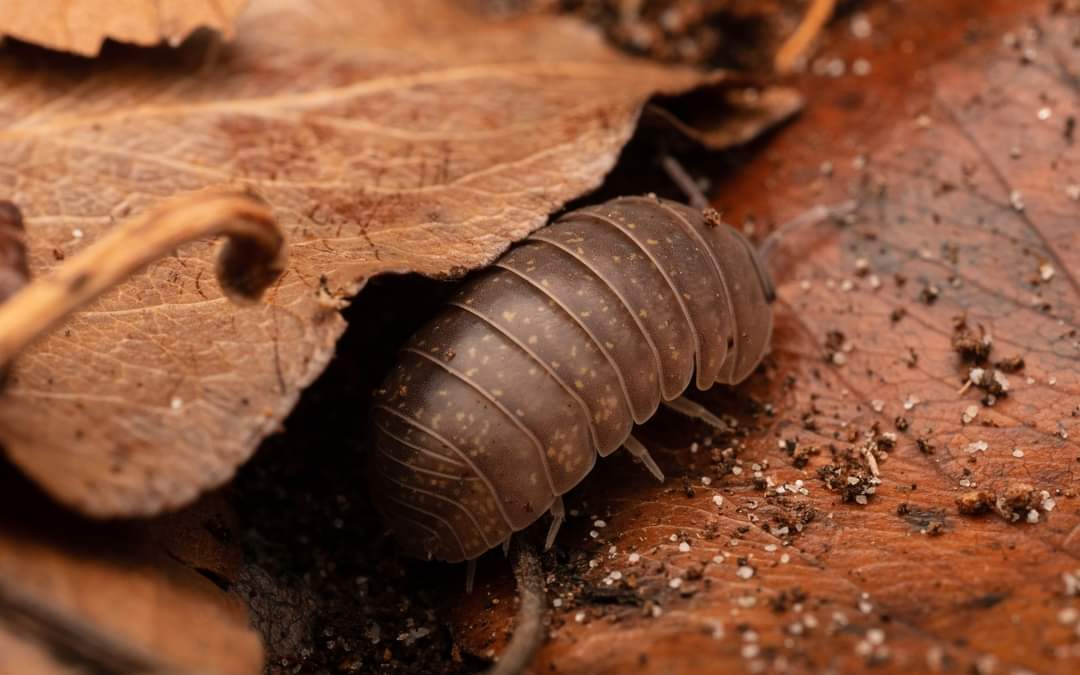 The Best Clean-Up Crew for Bioactive Enclosures: Springtails vs Isopods