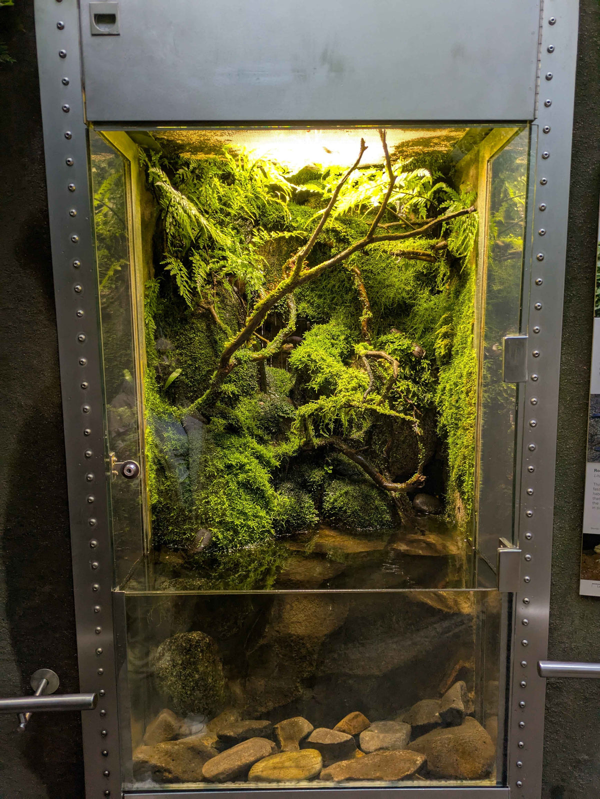 BIoactive Paludarium Built by Biota Studio. this Paludarium has sticks going left to right, and moss covering the sticks, and all the walls. the water aspect is brackish, and looks like a rainforest Display.