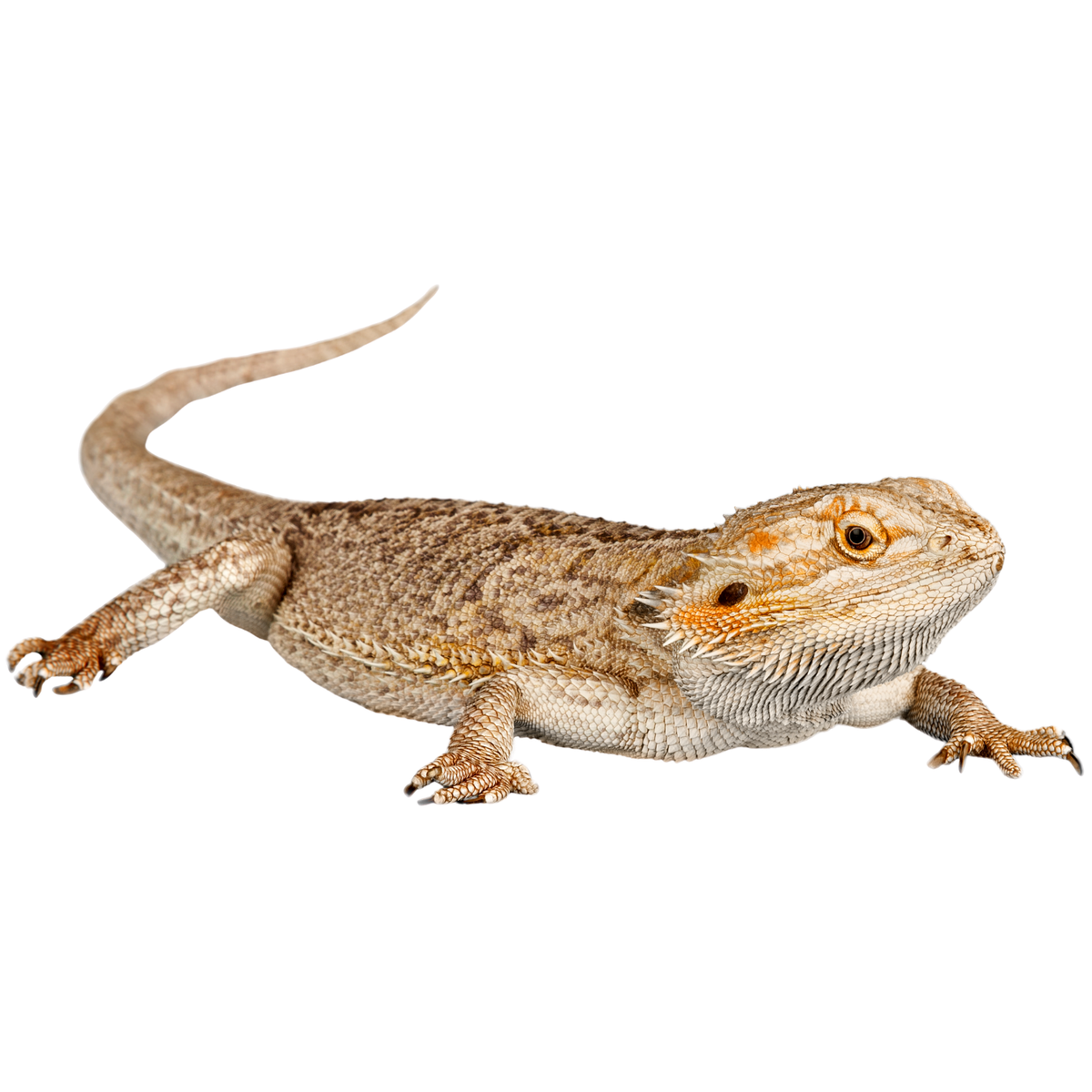 Live Reptiles