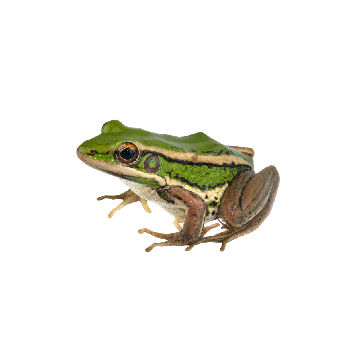 Live Amphibians