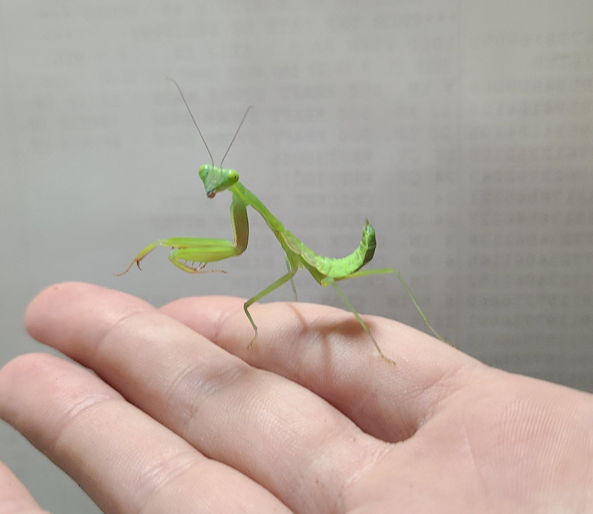 Giant Rainforest Mantis (Hierodula majuscula)