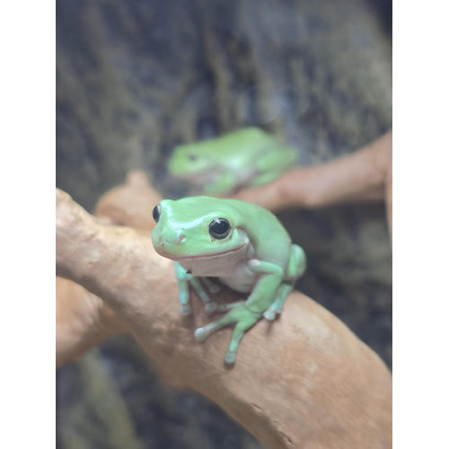 Australian Green Tree Frog (Litoria caerulea)-thumbmail-2