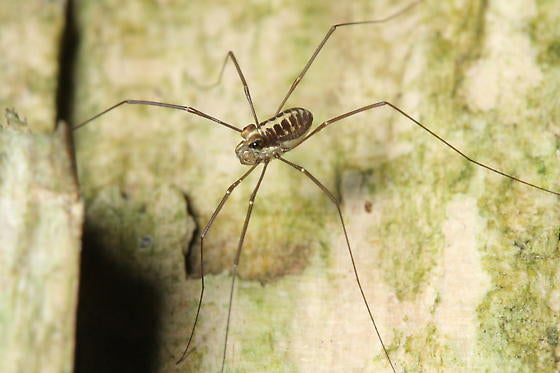 Assamiid Harvestmen (Assamiidae sp.)