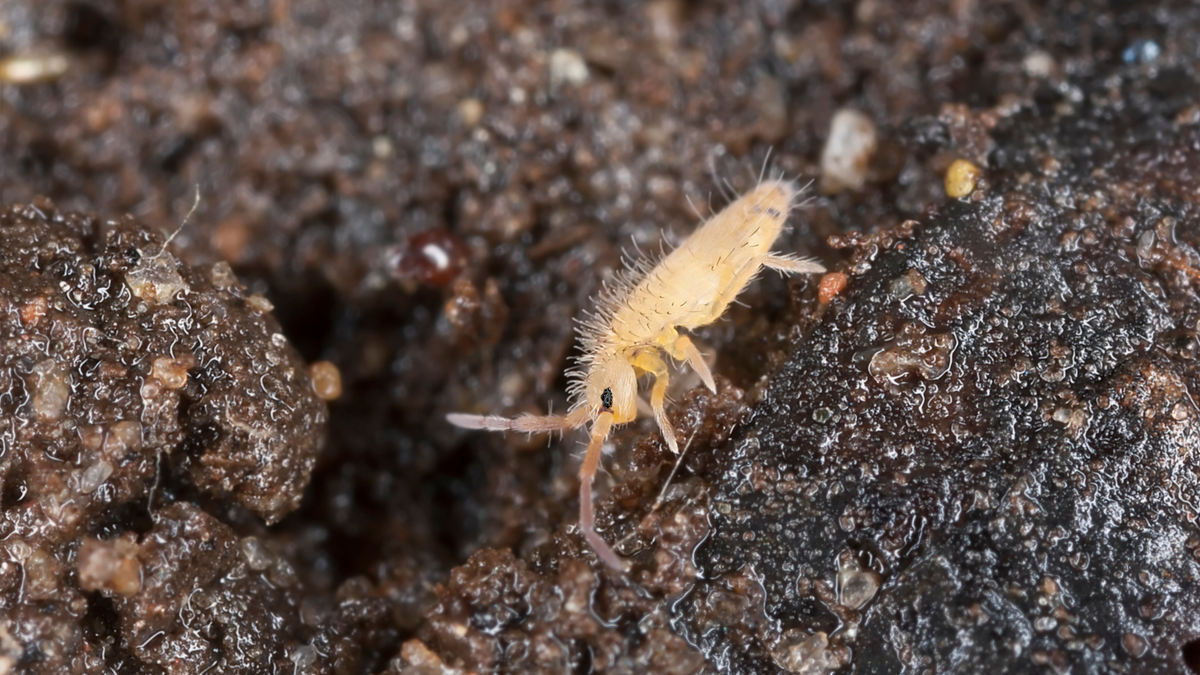 Springtail Cultures (Collembola sp.)