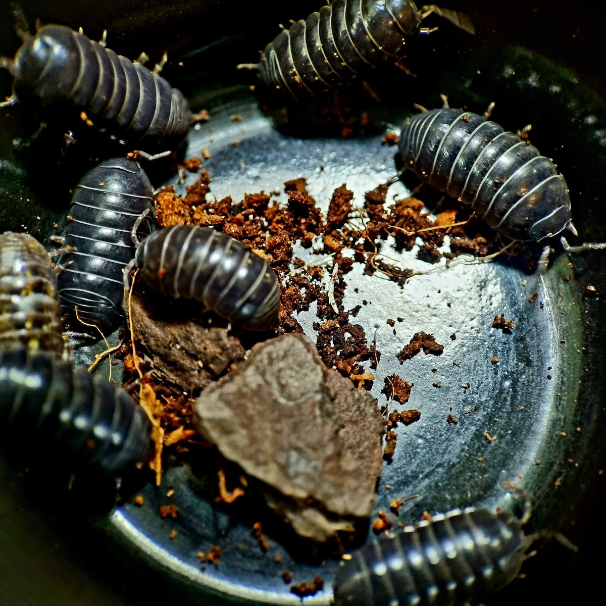 Dusty Pill Isopods (Spherillo sp.)