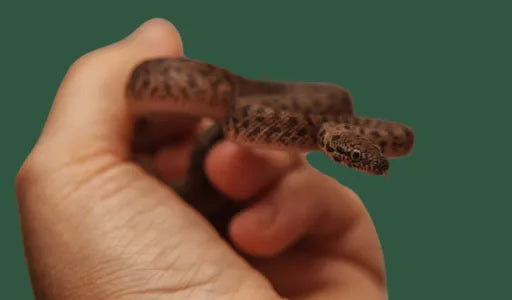Childrens Python (Antaresia childreni)