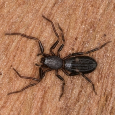 Flat Scorpion Spider (Trochanteriidae sp.)-thumbmail-2