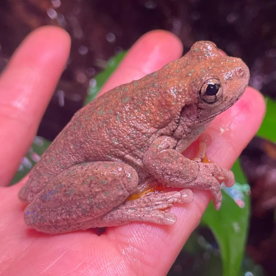 Peron's Tree Frog (Litoria Peronii)