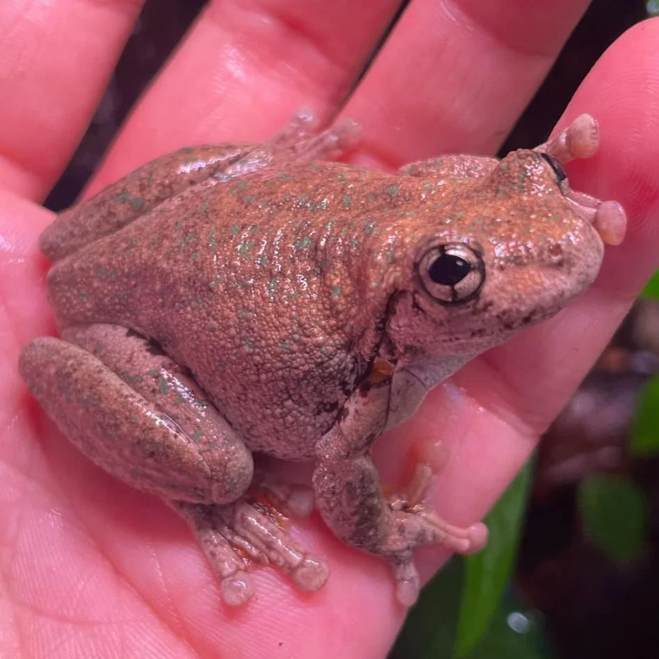 Peron's Tree Frog (Litoria Peronii)-thumbmail-2