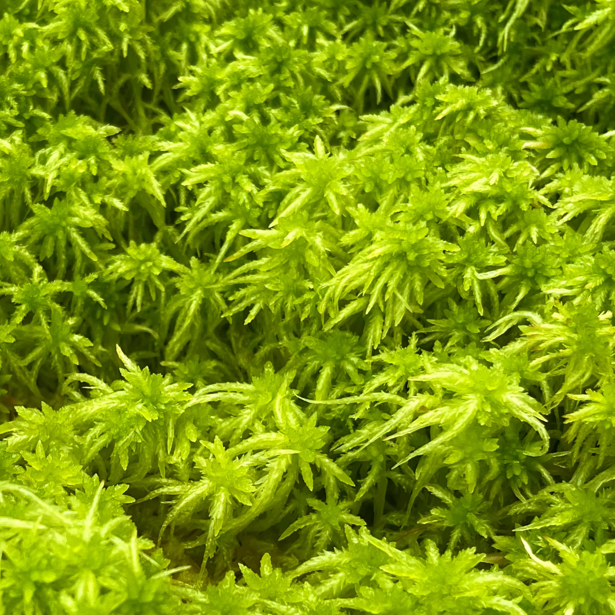 Sphagnum Moss (Sphagnum platyphyllum)-thumbmail-2