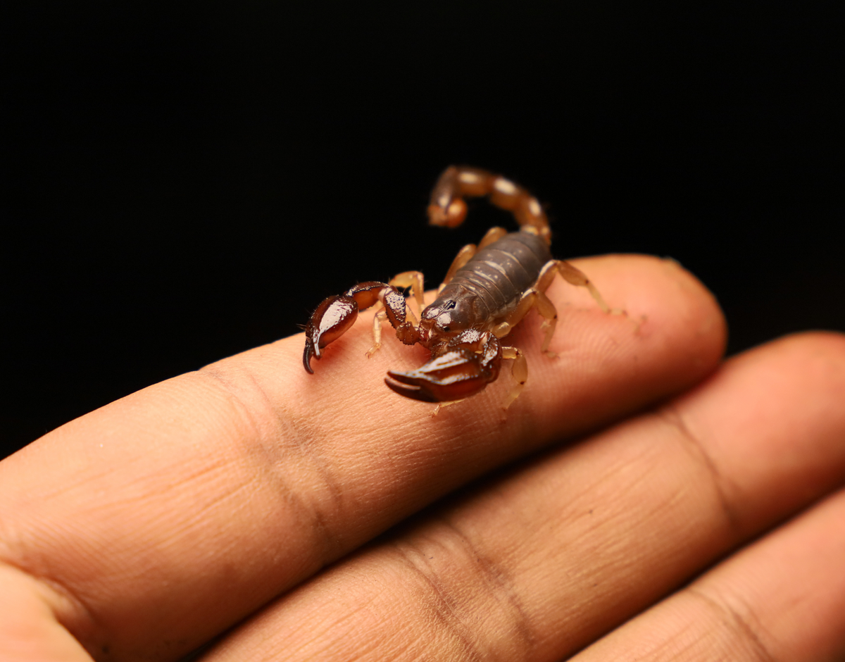 Black Rock Scorpions (Urodacus manicatus)
