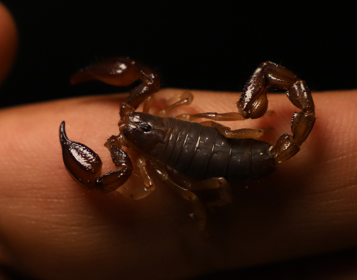 Black Rock Scorpions (Urodacus manicatus)-thumbmail-2
