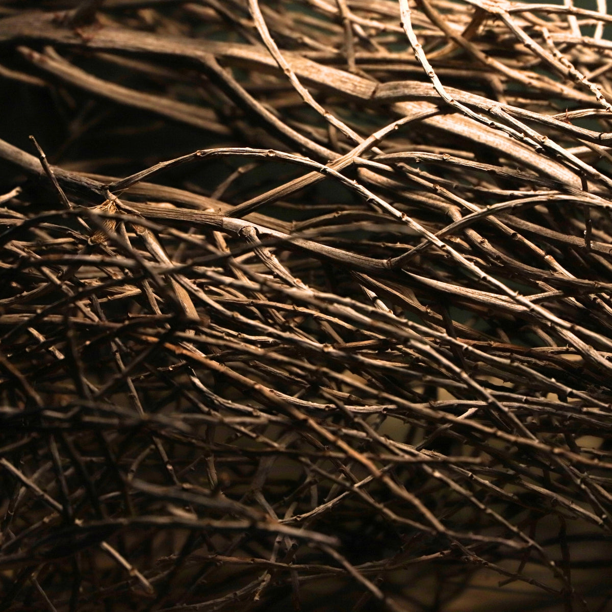 Assorted Spinifex/ Tumbleweed Branches-thumbmail-3
