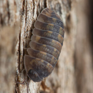 Assorted Isopods