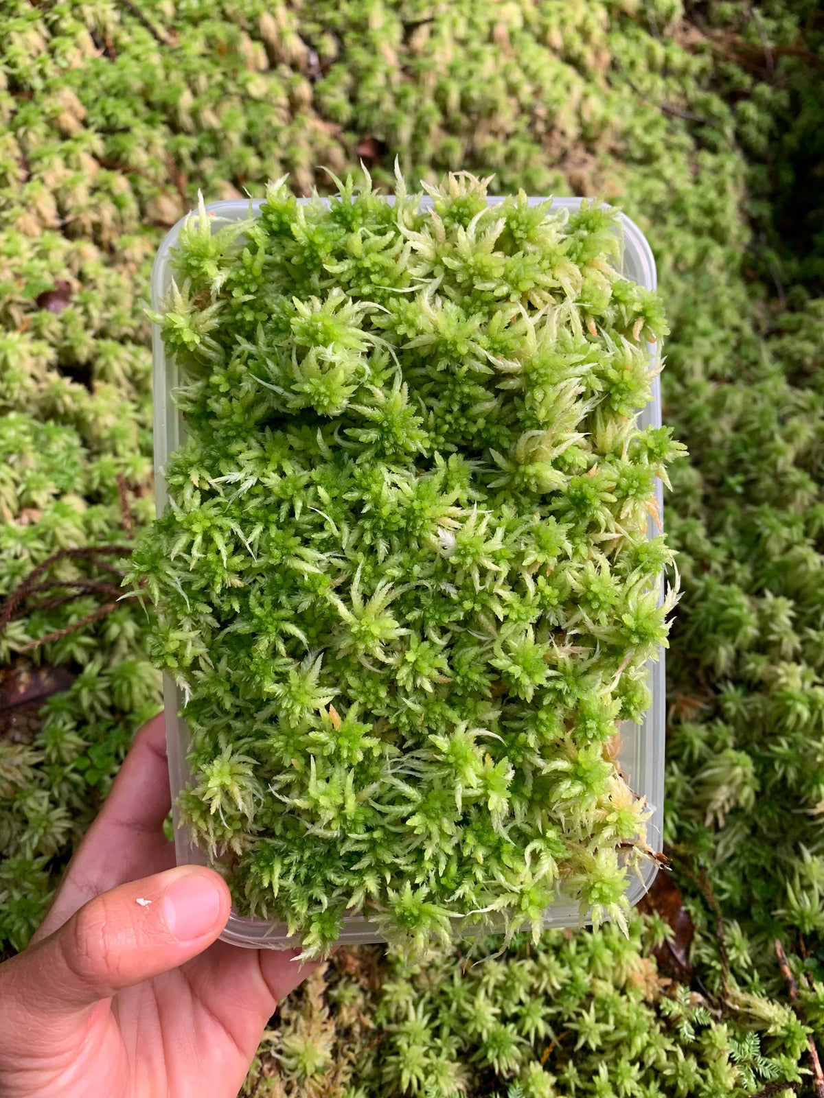 Sphagnum Moss (Sphagnum platyphyllum)