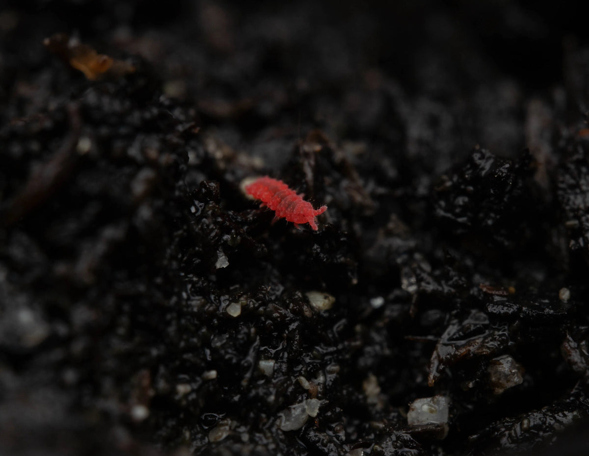 Red Springtail Cultures (Neanuridae sp.)-thumbmail-2