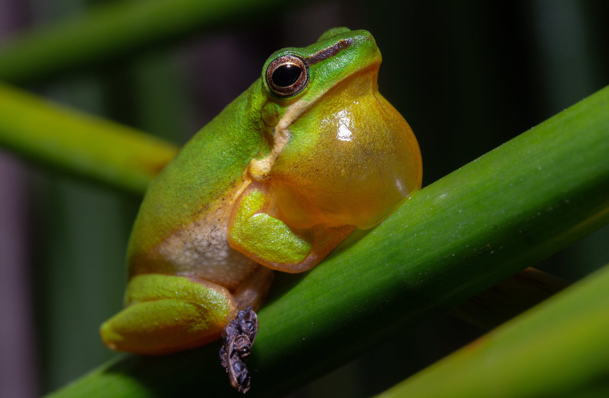 Eastern Sedge Frog (Drymomantis fallax)-thumbmail-2