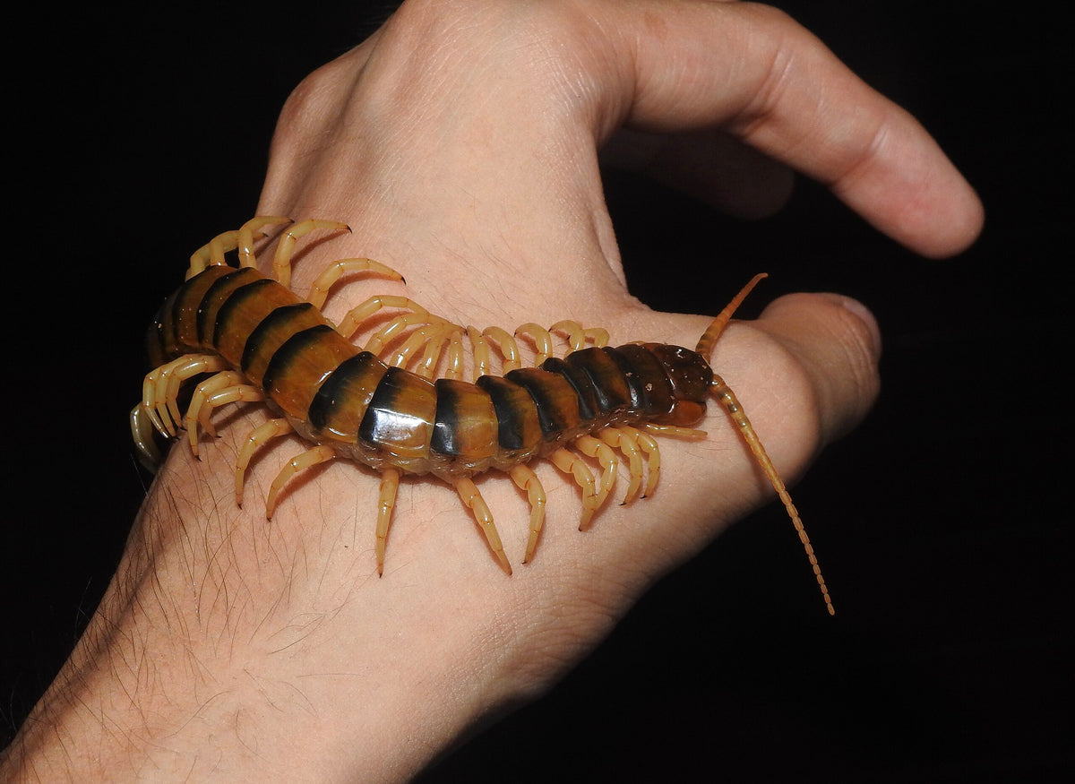 Giant Australasian Centipede (Ethmostigmus rubripes)-thumbmail-2