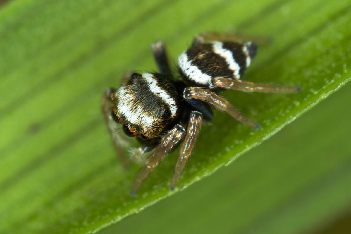 Bleeker's Jumping Spider (Euryattus bleekeri)