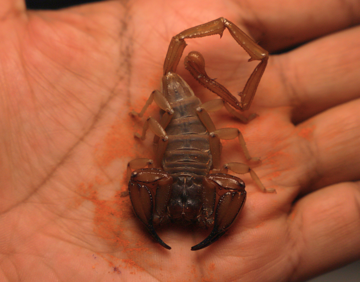 Flinders Range Scorpions (Urodacus macrurus)-thumbmail-4