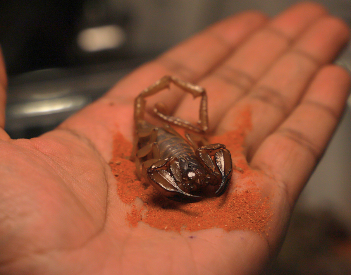 Flinders Range Scorpions (Urodacus macrurus)
