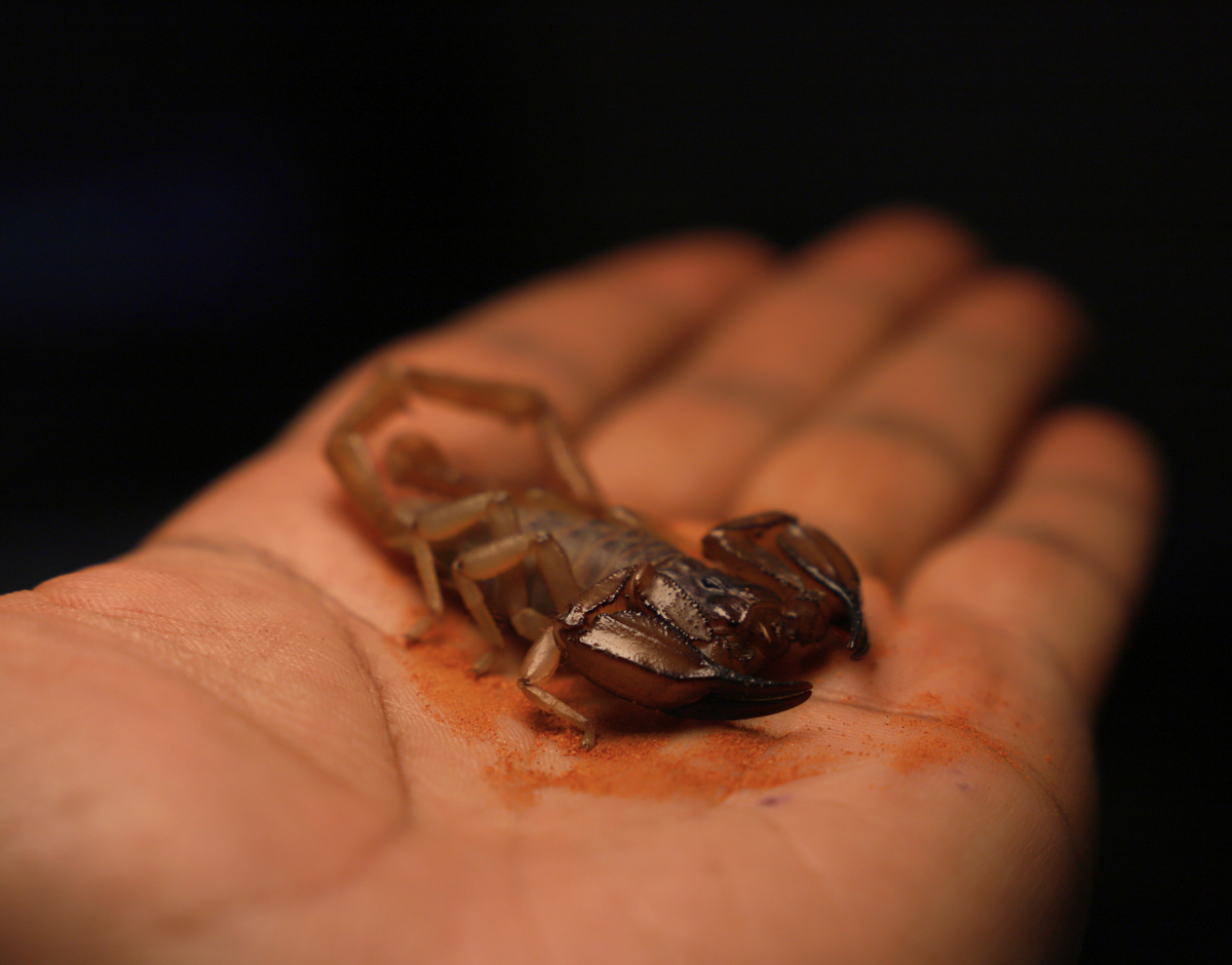 Flinders Range Scorpions (Urodacus macrurus)-thumbmail-2