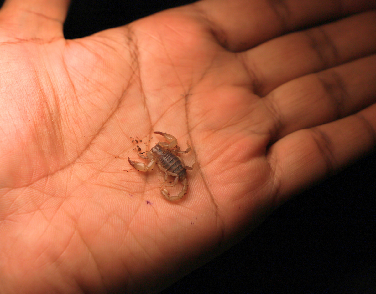 Flinders Range Scorpions (Urodacus macrurus)-thumbmail-3