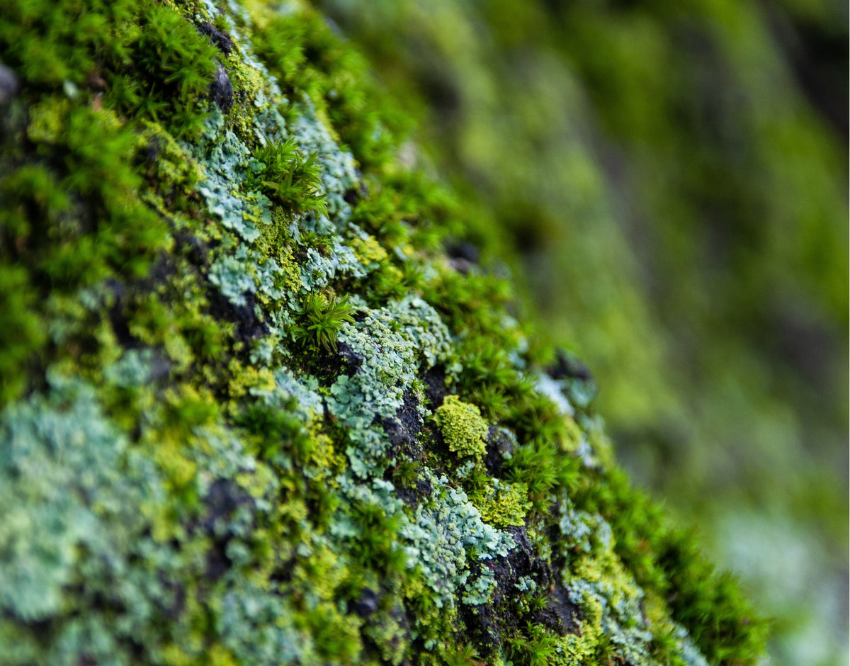 Assorted Moss