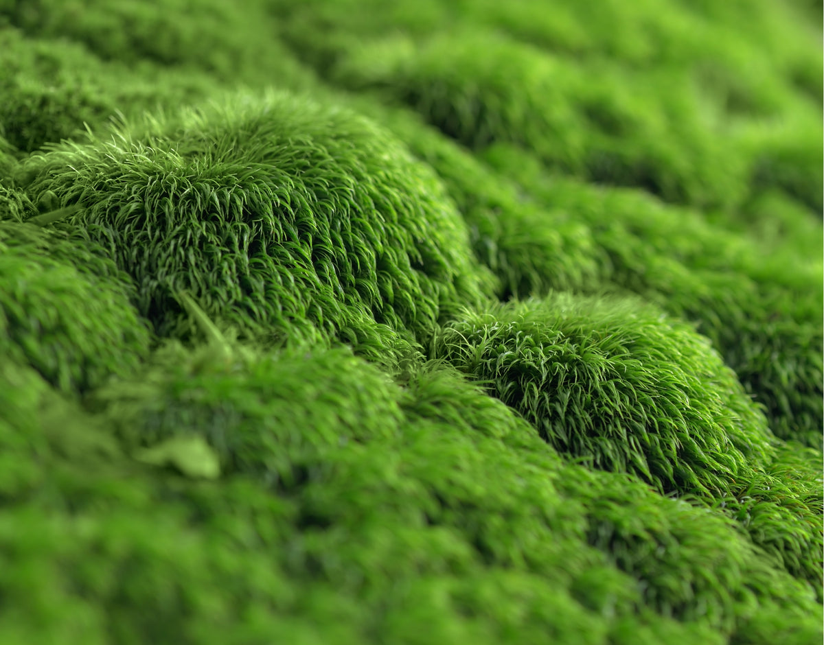 Assorted Moss