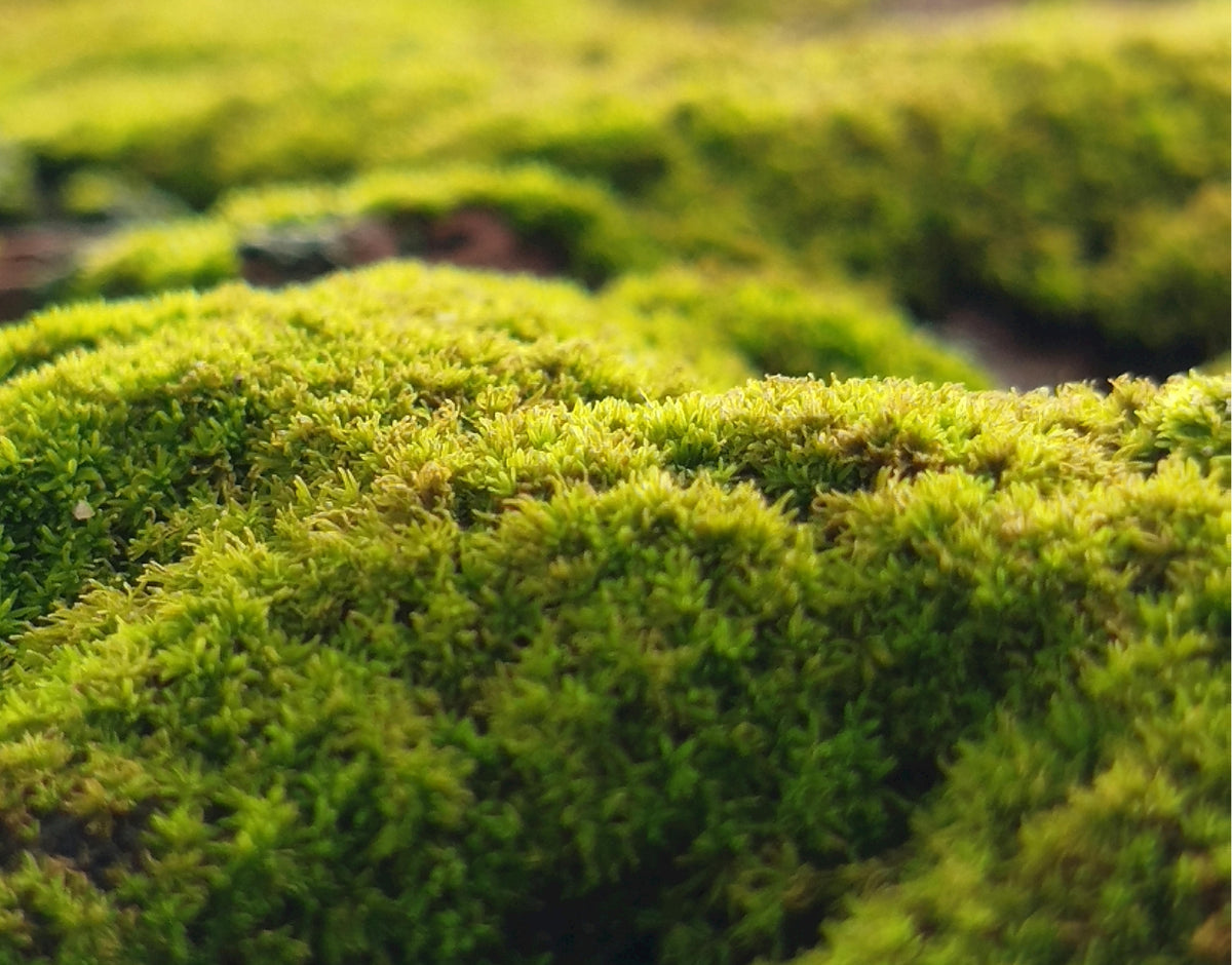 Assorted Moss