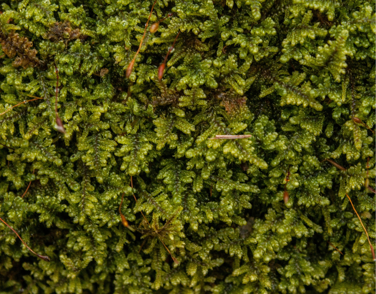 Assorted Moss