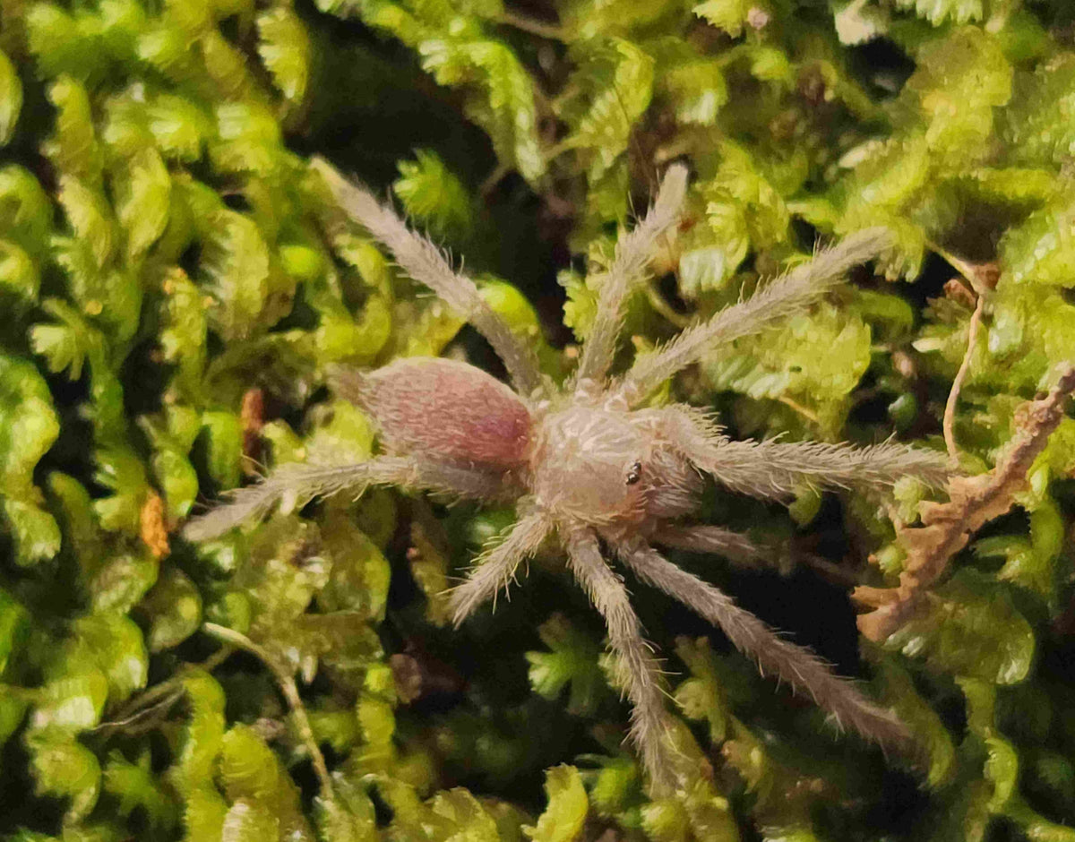 Semi-social Pygmy Tarantula (Coremiocnemis sp.)