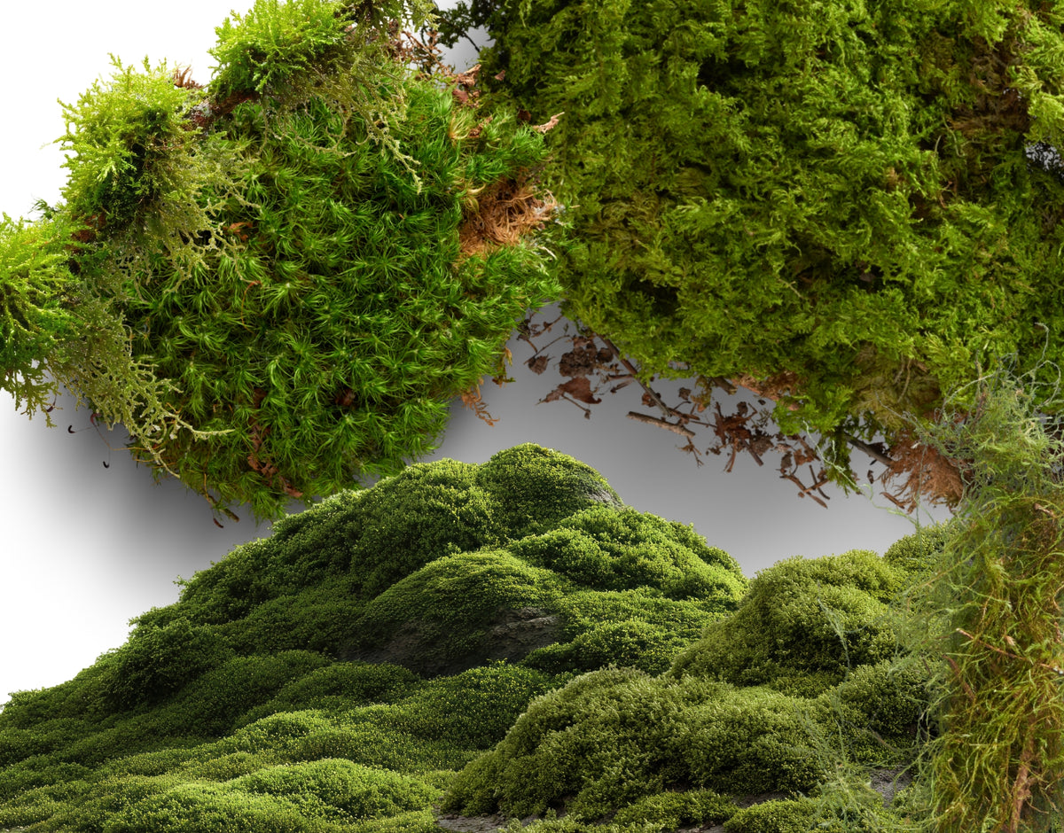 Assorted Moss