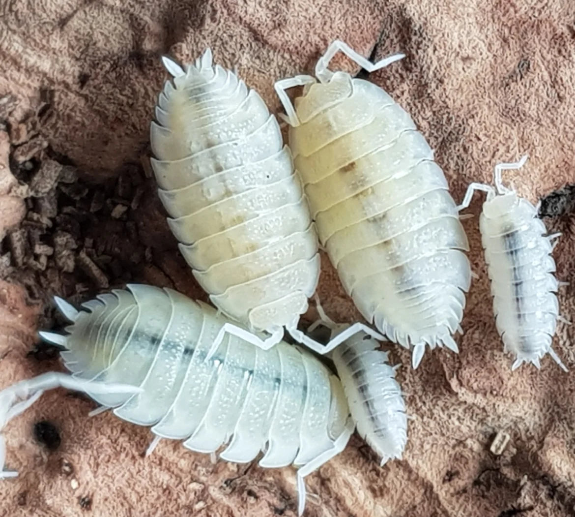 Albino White Isopods (Porcellio scaber)
