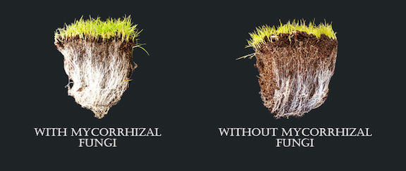 Mycorrhizal Fungi (Arbuscular mycorrhizae) - 50g-thumbmail-2