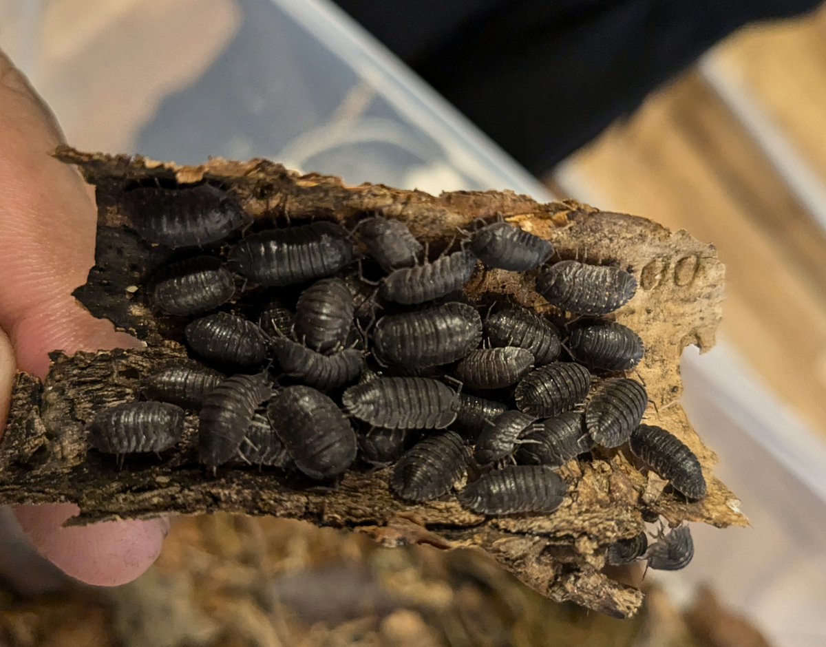 Black Helms Merloned Isopod (Merulana sp. helmsiana)