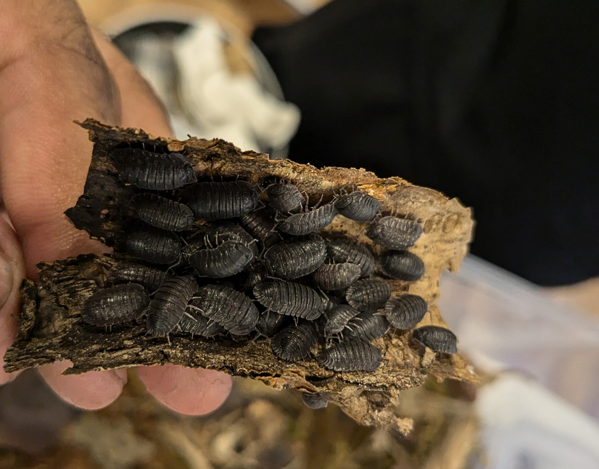 Black Helms Merloned Isopod (Merulana sp. helmsiana)-thumbmail-2