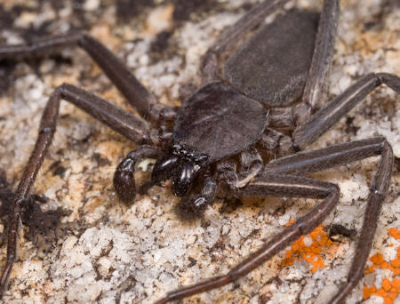Flat Scorpion Spider (Trochanteriidae sp.)