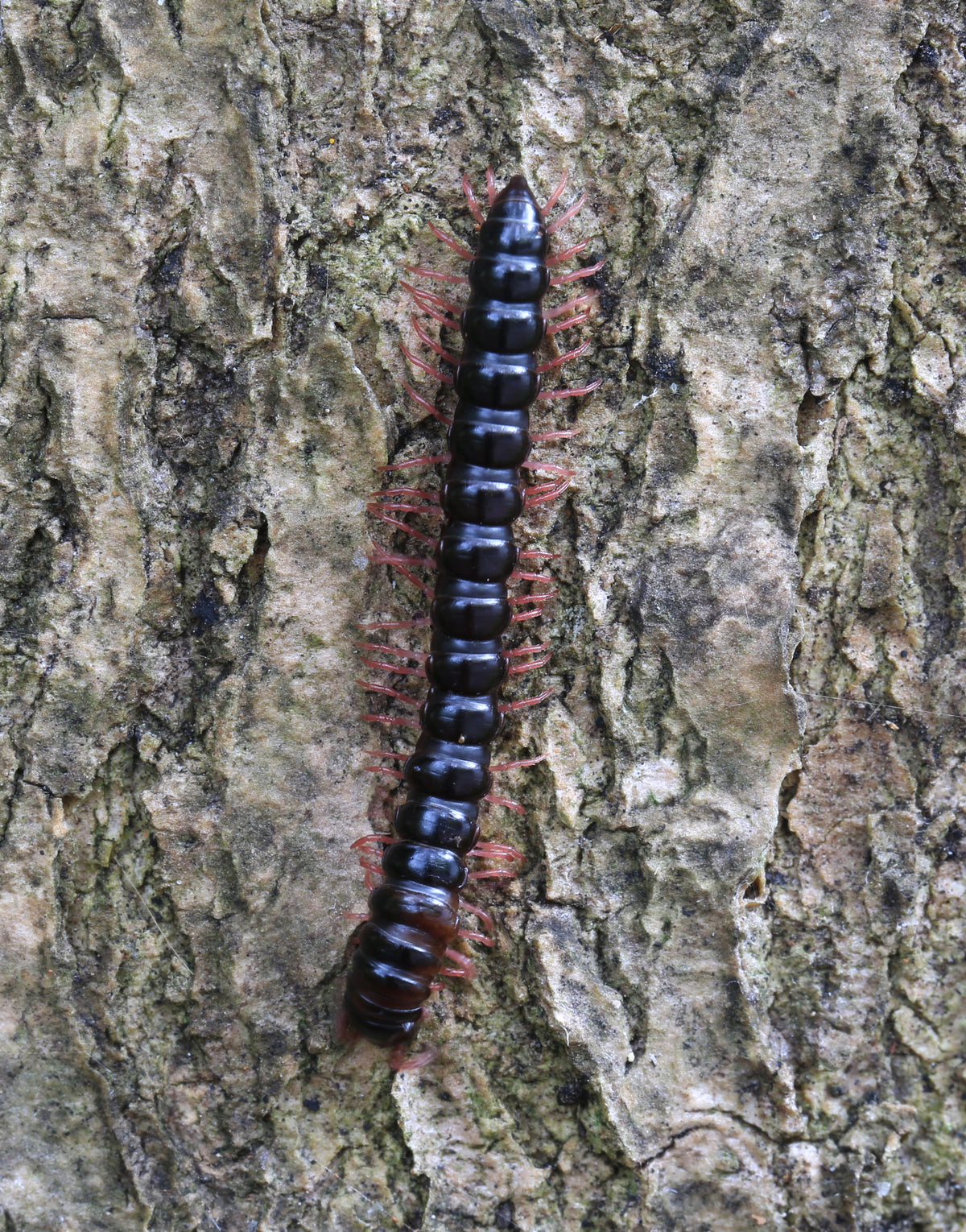 Red-Legged Polydesmids (Heterocladosoma bifalcatum)