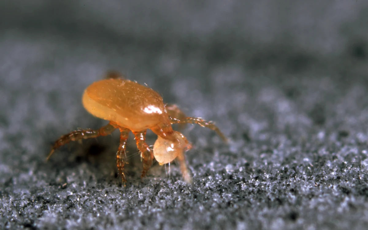 Predatory Mites (Hypoaspis miles)