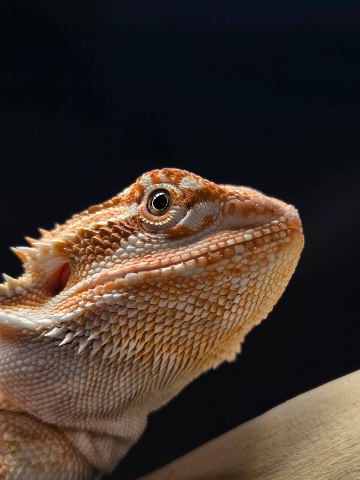 Central Bearded Dragon (Pogona vitticeps)