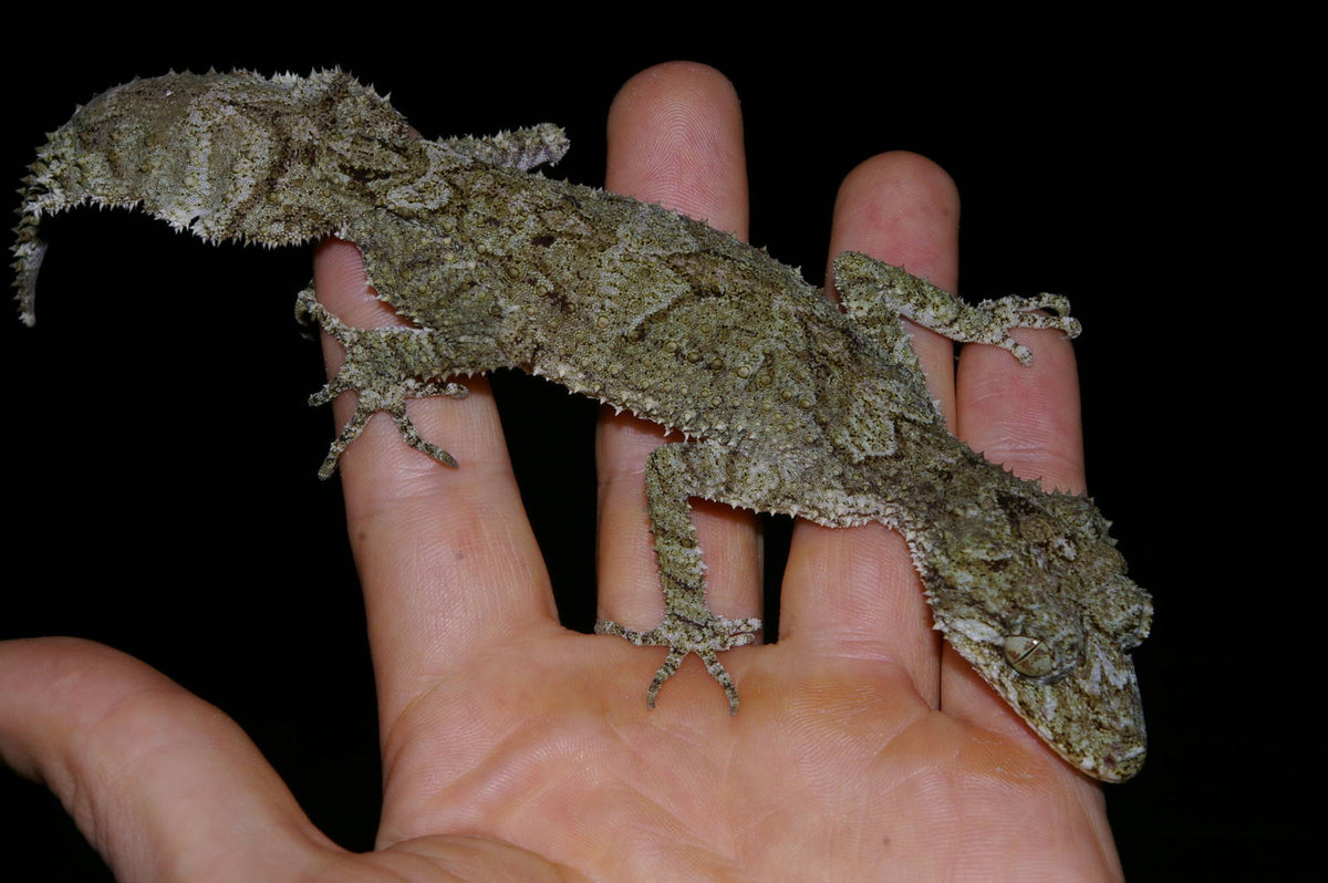 Leaf Tailed Gecko (Saltuarius swaini)