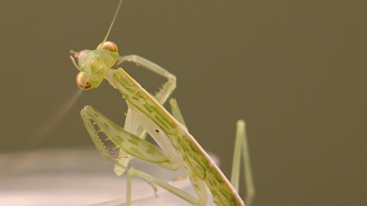 Snake Mantis (Kongobatha diademata)-thumbmail-2