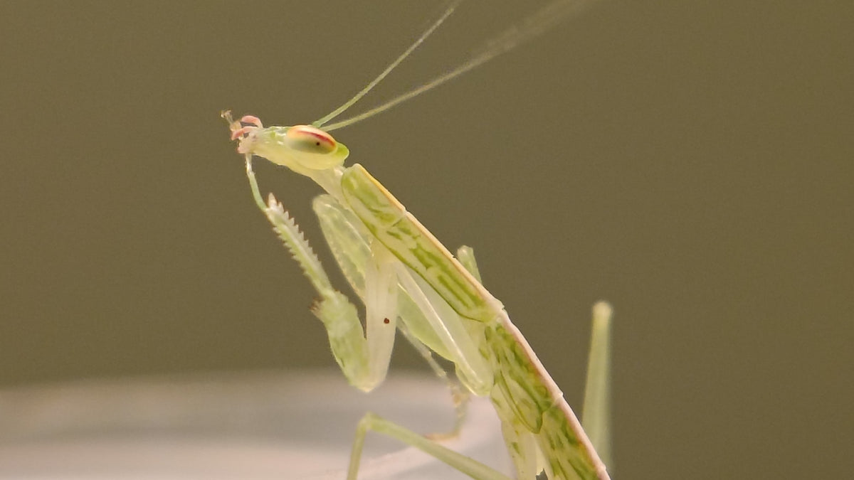 Snake Mantis (Kongobatha diademata)