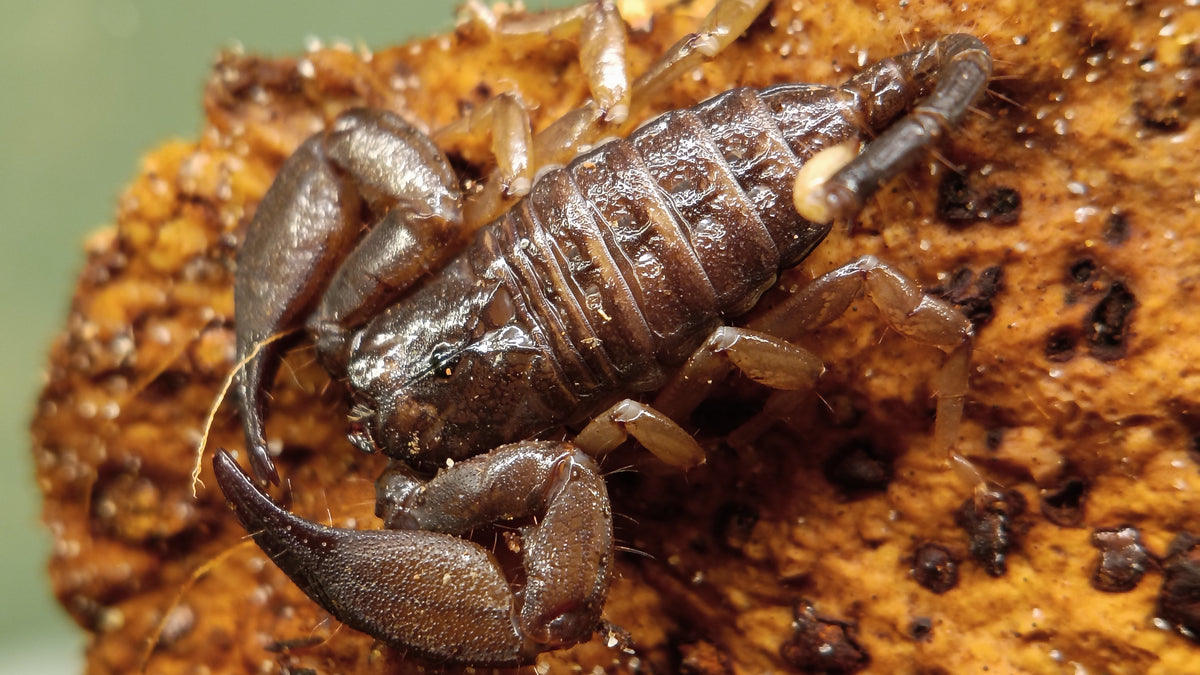 Australian Rainforest Scorpion (Hormurus Sp.)-thumbmail-3
