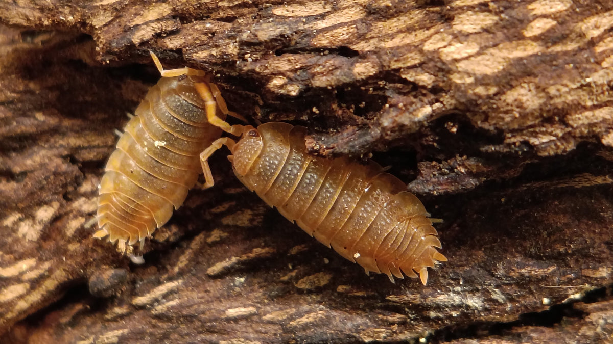 Aussie Orange Isopods (Porcellio scaber)