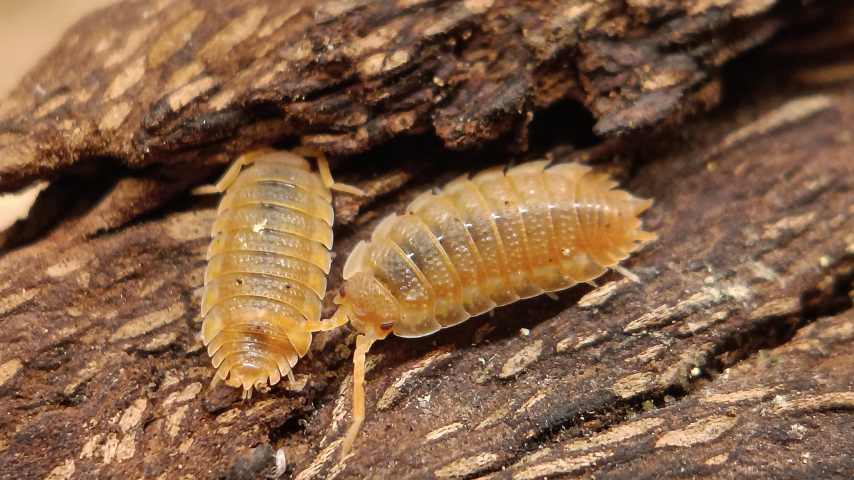 Aussie Orange Isopods (Porcellio scaber)-thumbmail-2