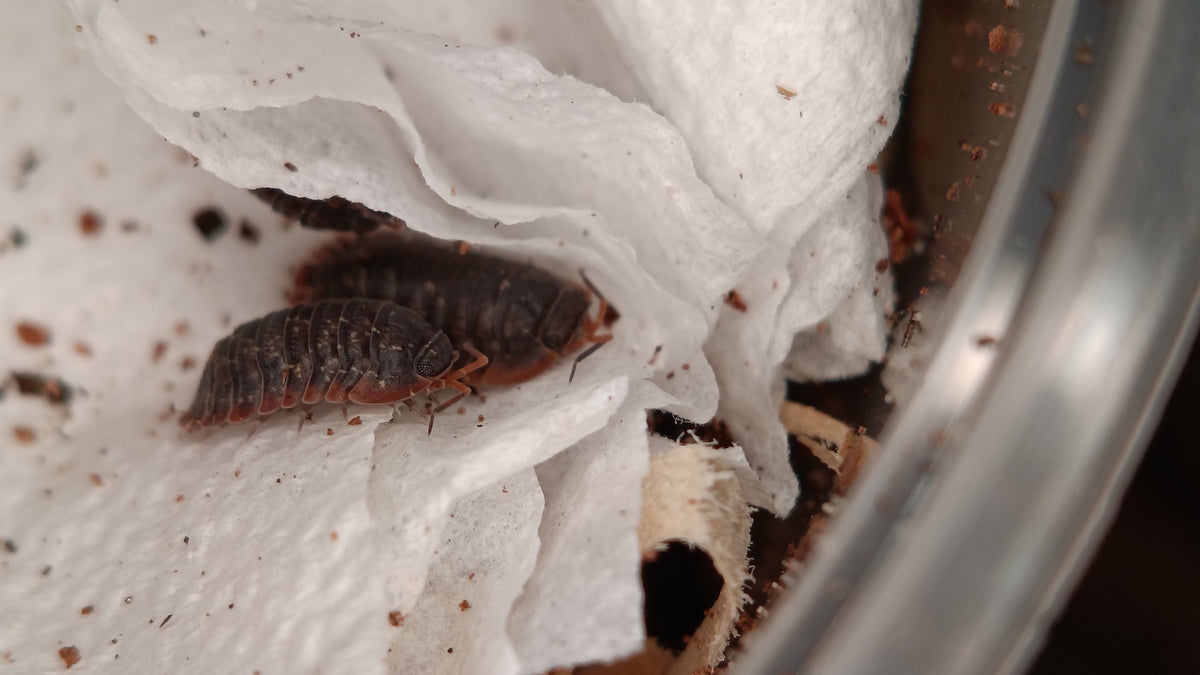 Red Fringed Helms's Merloned Isopod (Merulana sp.helmsiana "Red Fringed")