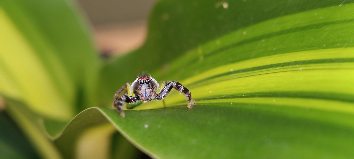 Giant Green Jumping Spiders (Mopsus Mormon)