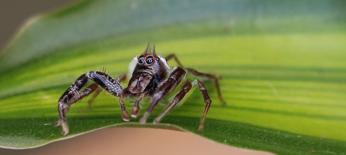 Giant Green Jumping Spiders (Mopsus Mormon)